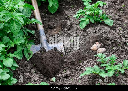 Nahaufnahme der Hände mit einem Spaten, um Kartoffeln im Gemüsegarten zu graben. Stockfoto