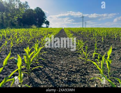 Junge Maispflanzen, die im Frühjahr in Reihen auf einem Feld gewachsen sind Stockfoto