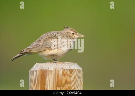 Ein Schattenlark auf einem Holzpfahl, sonniger Tag im Frühling, Österreich Illmitz Österreich Stockfoto