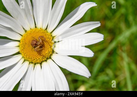 Die gewöhnliche Krabbenspinne (Xysticus cristatus), die auf einer Oxeye Daisy (Leucanthemum vulgare) auf die Landung der Beute wartet Stockfoto