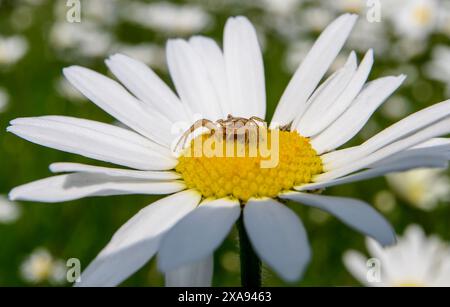 Die gewöhnliche Krabbenspinne (Xysticus cristatus), die auf einer Oxeye Daisy (Leucanthemum vulgare) auf die Landung der Beute wartet Stockfoto