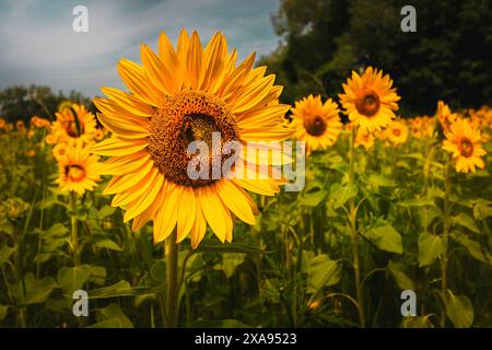 Sonnenblumen (Helianthus annuus) blühen auf einem weiten Feld unter bewölktem Himmel in Ontario, Kanada. Stockfoto