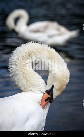 Bolton, England, Großbritannien, Mittwoch, 05. Juni 2024. Schwäne auf dem See im Moses Gate Country Park in Bolton, während die Sonne zwischen den Duschen an einem wechselvollen Tag im Nordwesten Englands herauskommt. Quelle: Paul Heyes/Alamy News Live. Stockfoto