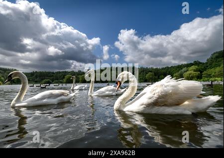 Bolton, England, Großbritannien, Mittwoch, 05. Juni 2024. Schwäne auf dem See im Moses Gate Country Park in Bolton, während die Sonne zwischen den Duschen an einem wechselvollen Tag im Nordwesten Englands herauskommt. Quelle: Paul Heyes/Alamy News Live. Stockfoto