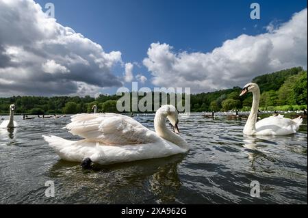 Bolton, England, Großbritannien, Mittwoch, 05. Juni 2024. Schwäne auf dem See im Moses Gate Country Park in Bolton, während die Sonne zwischen den Duschen an einem wechselvollen Tag im Nordwesten Englands herauskommt. Quelle: Paul Heyes/Alamy News Live. Stockfoto