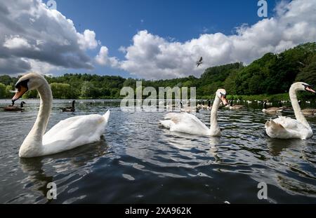 Bolton, England, Großbritannien, Mittwoch, 05. Juni 2024. Schwäne auf dem See im Moses Gate Country Park in Bolton, während die Sonne zwischen den Duschen an einem wechselvollen Tag im Nordwesten Englands herauskommt. Quelle: Paul Heyes/Alamy News Live. Stockfoto