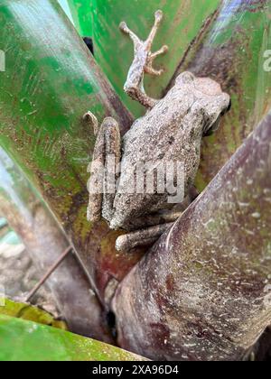 Baumfrosch, viergesäumter Baumfrosch, goldener Baumfrosch, (Polypedates leucomystax) auf einem Baumzweig. Tier. Amphibien. Stockfoto