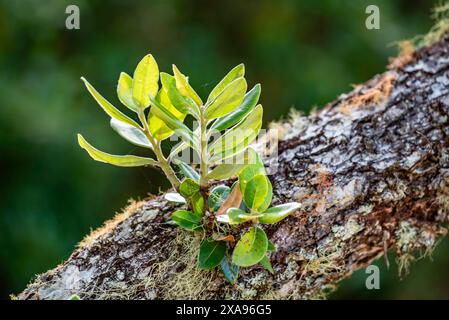 Neues Wachstum, das aus dem Zweig eines Pōhutukawa-Baumes (Metrosideros excelsa) in der Nähe von Paihai in der Bay of Islands, Neuseeland, hervorgeht Stockfoto