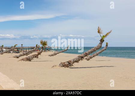 Die schrägen Palmen am mittelmeerstrand von Le Barcares, Frankreich Stockfoto