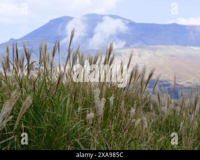 Silbergras im Aso Kuju Nationalpark im Herbst, Kyushu, japan Stockfoto