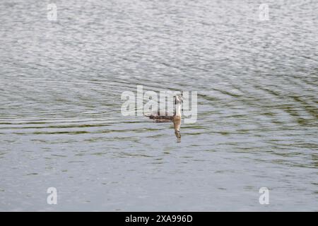 Single Great Crested Grebe [Podiceps cristatus] auf offenem Wasser. Stockfoto