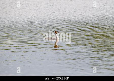 Single Great Crested Grebe [Podiceps cristatus] auf offenem Wasser. Stockfoto