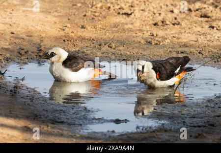 Der Weißköpfige Büffelweber baut markante große Nester, die durch Dornbarrieren geschützt sind, sind ein Merkmal der Akazien-Savannen in Ostafrika. Stockfoto