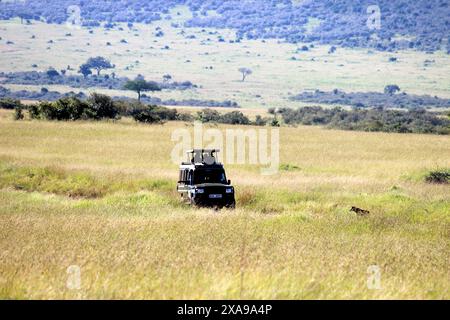 Maasai Mara Safari Urlaub | Safari im Auto | Maasai Safari Kenia Stockfoto