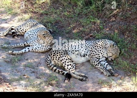 African Leopard HD Photo Stock Photo to Download | Wild Animal Photography Maasai Mara National Reserve HD-Fotos | Leopard Sleeping Photo Stockfoto