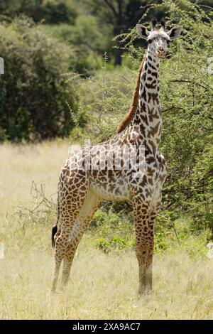 Die Körperproportionen einer jungen Giraffe unterscheiden sich deutlich von denen der Erwachsenen. Im ersten Jahr ist die Wachstumsrate sehr schnell. Stockfoto