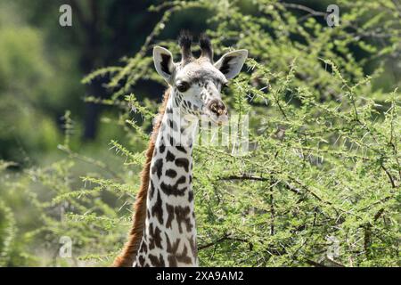 Die Körperproportionen einer jungen Giraffe unterscheiden sich deutlich von denen der Erwachsenen. Im ersten Jahr ist die Wachstumsrate sehr schnell. Stockfoto