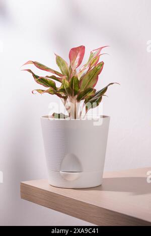 Ein Topf Aglaonema creta oder ein rotes chinesisches immergrün mit verschiedenen Blättern sitzt elegant auf einem Holzregal vor einer hellen Wand. Stockfoto