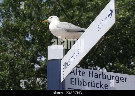 Hamburg, Deutschland. Juni 2024. Eine Möwe sitzt auf einem Straßenschild im Stadtteil Harburg. Quelle: Marcus Brandt/dpa/Alamy Live News Stockfoto