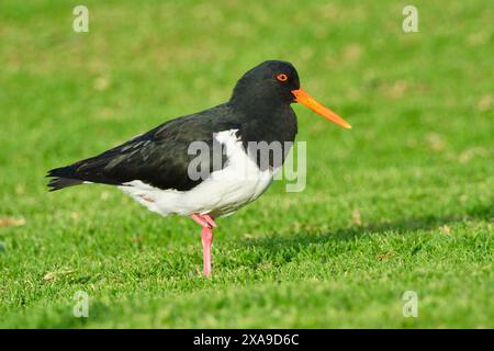 Ein australischer Rattenschnäpper, Haematopus longirostris, steht auf einem Bein auf grünem Gras in Augusta, Western Australia. Stockfoto