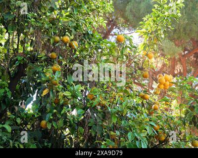 Reife Orangen wachsen auf einem Baum in Sorrent. Stockfoto