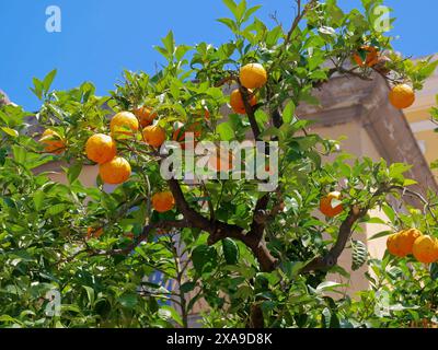 Reife Orangen wachsen auf einem Baum vor dem Hintergrund der katholischen Kathedrale in Sorrent. Stockfoto