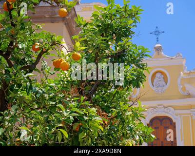 Reife Orangen wachsen auf einem Baum vor dem Hintergrund der katholischen Kathedrale in Sorrent. Stockfoto