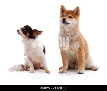 Niedliches chihuahua aud shiba inu auf weißem Hintergrund Stockfoto