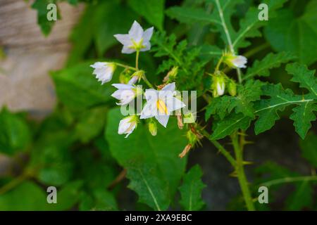 Klebrige Nachtschattenblumen aus nächster Nähe Stockfoto