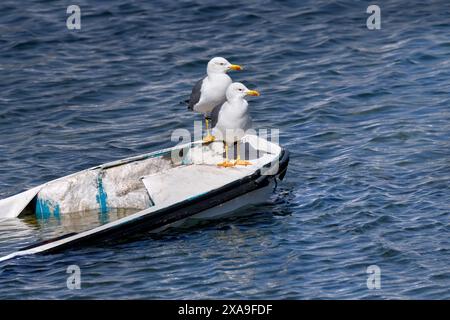 Zwei Gelbbeinmöwen (Larus michahellis) hintereinander auf einem teilweise versunkenen Boot Stockfoto