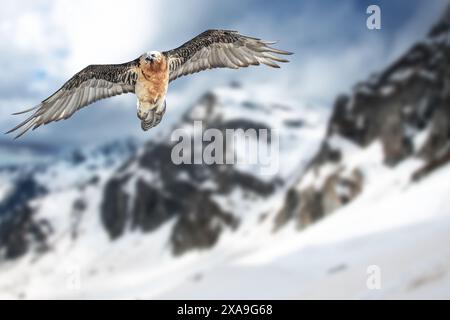 Ausgewachsener Bartgeier (Gypaetus barbatus), auch bekannt als Lammergeier und ossifrage, der über hochalpine schneebedeckte Hänge gegen Schnee fliegt Stockfoto