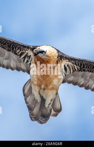 Nahaufnahme Porträt einer wilden Bartvoltur (Gypaetus barbatus), auch bekannt als der Lammergeier und ossifrage im Flug vor blauem Himmel Hintergrund, Al Stockfoto