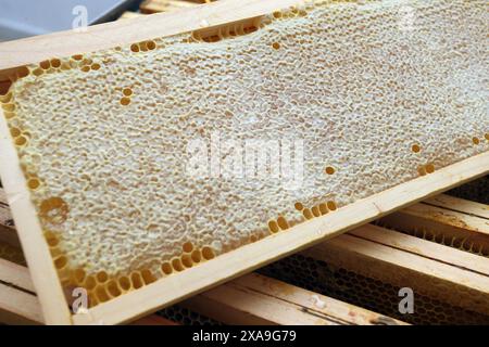 Bienenzucht - Gewinnung von Honig aus der Wabe Stockfoto