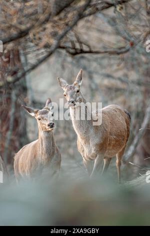 Ein Paar wilde Hasen (Weibchen oder Rotwild), die im dichten Wald weiden, fotografiert vor Sonnenaufgang, italienische Alpen. Cervus elaphus. Stockfoto