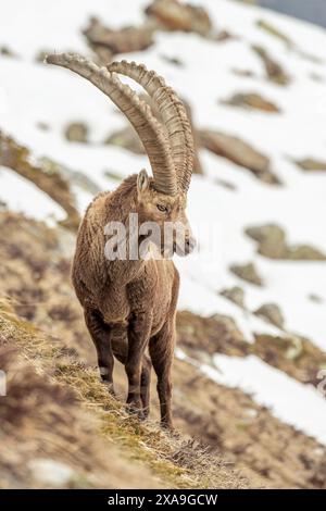 Großer männlicher Alpensteinbock (Capra Steinbock) mit riesigen Hörnern, stehend in einem steilen Grasland vor verschneiten Wiesen Hintergrund, Alpen, Italien. Stockfoto