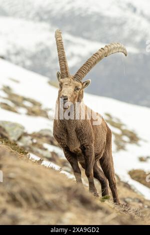 Porträt eines Alpensteinbocks oder einer wilden Bergziege (Capra Steinbock), der in einem alpinen Grasland vor verschneiten Hängen steht, Italien, Alpen. Stockfoto