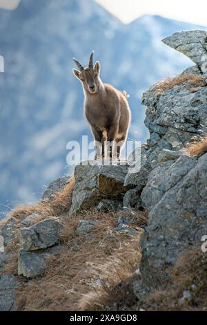 Weiblicher Alpensteinbock (Capra Steinbock), der in seinem typischen Lebensraum auf Felsen steht und sich in der Hochgebirgslandschaft der Alpen, Italien, posiert. Januar. Stockfoto