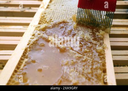 Bienenzucht - Gewinnung von Honig aus der Wabe Stockfoto