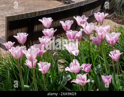 Tulip Mistress Mystiker im Gartengarten mit Holzbank dahinter. Gartenbau Surrey UK Stockfoto