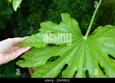 Großes grünes Pflanzenblatt mit menschlicher Hand im Garten. Stockfoto