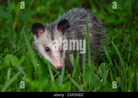 Opossum im Gras Stockfoto