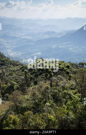 Höhenregenwald im Südosten Brasiliens. Stockfoto