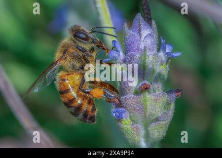 Eine Nahaufnahme einer Biene, die sich von Pollen einer Lavendelblume ernährt Stockfoto