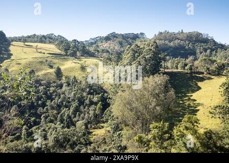 Höhenregenwald im Südosten Brasiliens. Stockfoto