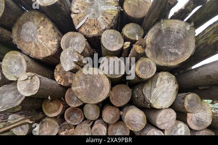 Ein Stapel Baumstämme auf einem großen Stapel in Ballantrae, Ayrshire, Schottland, Großbritannien Stockfoto