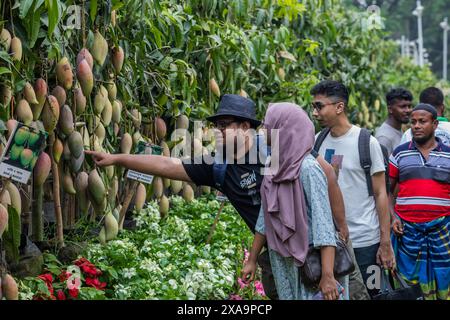 Besucher sahen Mangobrüchte während der monatelangen nationalen Baummesse in Bangladesch im Sher-e-Bangla Nagar. Eine monatelange Baummesse mit dem Titel "National Tree Fair" begann. Stockfoto