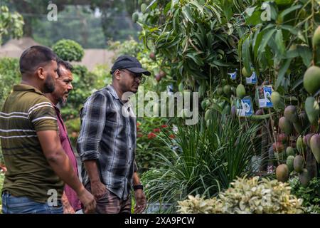 Besucher sahen Mangobrüchte während der monatelangen nationalen Baummesse in Bangladesch im Sher-e-Bangla Nagar. Eine monatelange Baummesse mit dem Titel "National Tree Fair" begann. Stockfoto