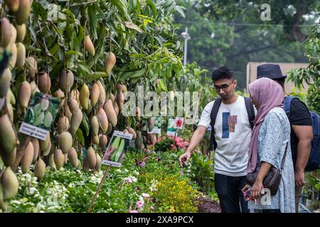 Besucher sahen Mangobrüchte während der monatelangen nationalen Baummesse in Bangladesch im Sher-e-Bangla Nagar. Eine monatelange Baummesse mit dem Titel "National Tree Fair" begann. Stockfoto