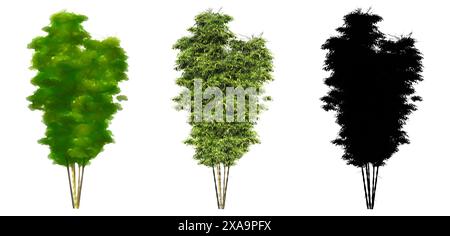 Set oder Sammlung von Bambusbäumen, gemalt, natürlich und als schwarze Silhouette auf weißem Hintergrund. Konzept oder konzeptionelle 3D Illustration für die Natur, e Stockfoto