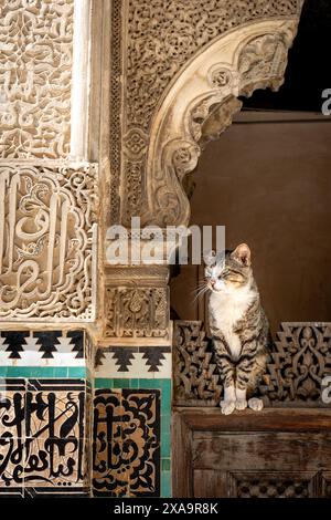 Eine Katze, die an einer Tür neben einer Mauer in Fès, Marokko, saß Stockfoto